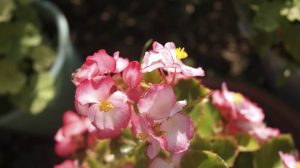 Begonia Flores para balcón