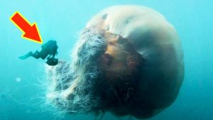  Medúza veľká Najväčšie morské tvory 