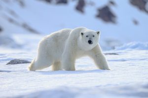 Polární zvířata Lední medvěd