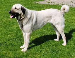 Perro pastor de Anatolia