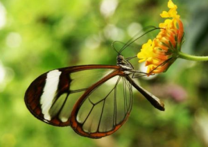 nejkrásnější motýl Nejkrásnější zvíře na světě