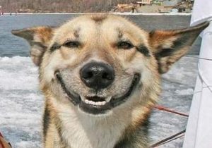   Pes se na vás usmívá