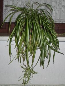 Chlorophytum comosum - Rośliny do sypialni 