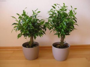 Ficus de hoja pequeña Plantas para el cuarto de baño