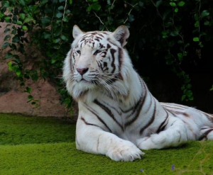 Bílý tygr