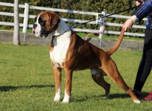 Bokser - Rasy psów odpowiednie do dużych ogrodów