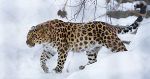 Chránené zvieratá Leopard škvrnitý amurský