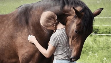 kôň vyznáva lásku Obtiera sa o vás