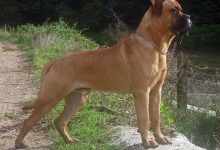 bullmastif pes Plemena psov vhodné do veľkej záhrady