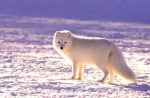 Polárne zvieratá Arktická Líška
