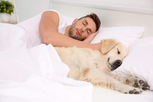 Pes spí ve vaší posteli jako pes vyznává lásku