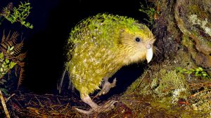 Animales protegidos búho kakapo