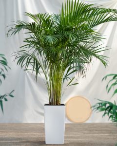 Chrysalidocarpus-zlatý