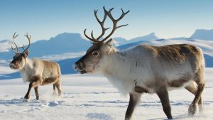 Zwierzęta polarne Arctic Reindeer