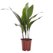 Aspidistra elatior - Rośliny do łazienki, Rośliny do łazienki