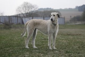 irsky vlkodav pes Plemena psov vhodné do veľkej záhrady 
