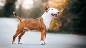 Bull Terrier inglés macho