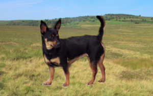 Podnóżek Lancashire - Rasy psów odpowiednie do dużych ogrodów