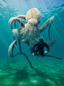   Osmonoh gigantyczny Największe stworzenia morskie  