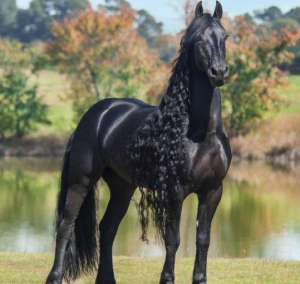 Frízsky kôň Najkrajšie zviera na svete