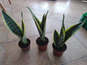 Dracaena trifasciata- Rośliny do sypialni