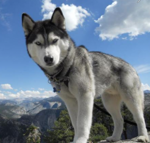 El animal más bello del mundo Husky siberiano