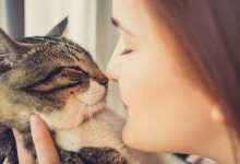 Ako mačka vyznáva lásku?