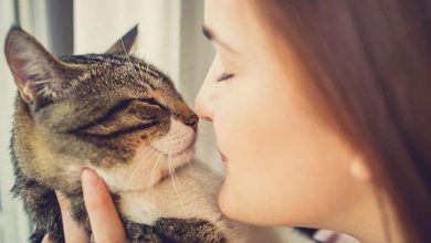 Ako mačka vyznáva lásku?