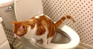 Ako trénovať mačku, aby používala toaletu
