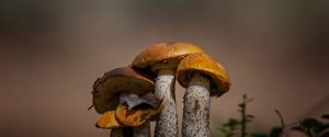 kde rostou houby