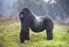 Zvieratá z Dažďového pralesa Gorila východná horská