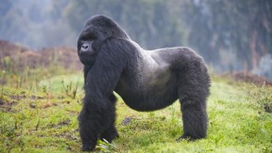 Zvieratá z Dažďového pralesa Gorila východná horská