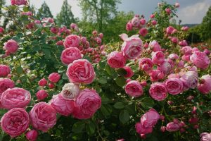 Róża do ogrodu