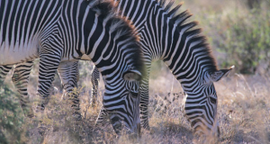   Zvířata z Afriky Zebra Grevyho v Keni