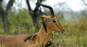   Antilopy v Zambii