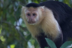 Animales de Brasil Monos capuchinos