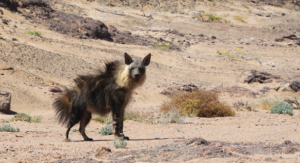   Zwierzęta z Afryki Hiena brązowa w Namibii