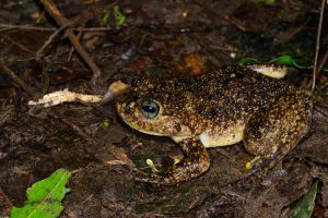 Zwierzęta odkryte w roku Madagaskarska żaba olbrzymia
