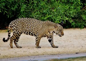 Zwierzęta lasów deszczowych Jaguar amerykański