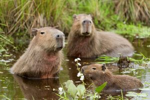 Zvířata deštného pralesa Kapybara bažinná