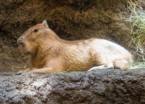 Kapybara bažinná