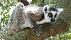 Lemur na Madagaskarze