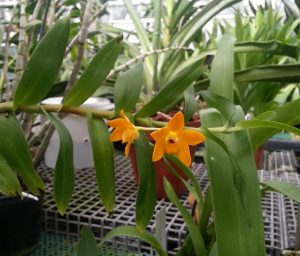 . Počet orchidejí popsaných na Nové Guineji