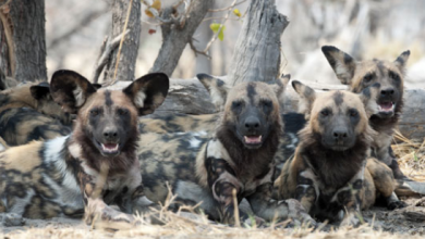 Zvieratá z Afriky Pes hyenovitý (divoký) v Keni
