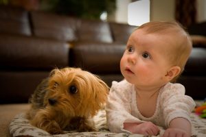 cómo preparar a un perro para un bebé
