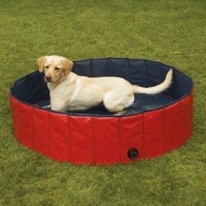 Sommar och hundar pool för hunden under sommaren