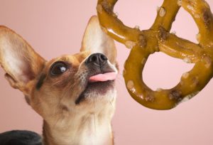 pes neje slane jedlo