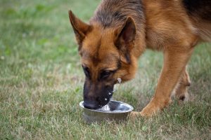 Verano y perros agua para perro