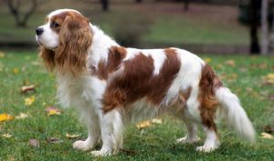 Gavalír španěl King Charles pes pro ženy