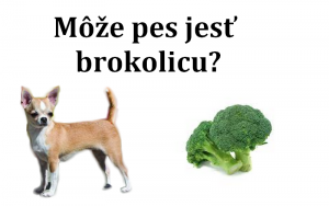 Môže pes jesť brokolicu